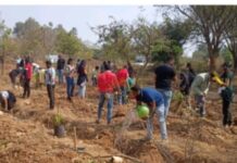 Rotary Bangalore Midtown and Nucleus Office Parks Collaborate to Green Bangalore University Campus