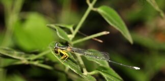 MIT-World Peace University Study Traces Changes in Pune’s Dragonfly Populations Over Time